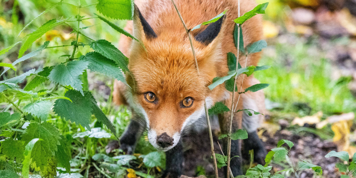 Fox in the garden